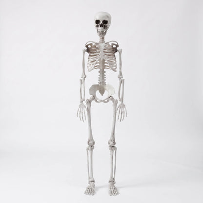 Life Size Poseable Halloween Skeleton Decoration