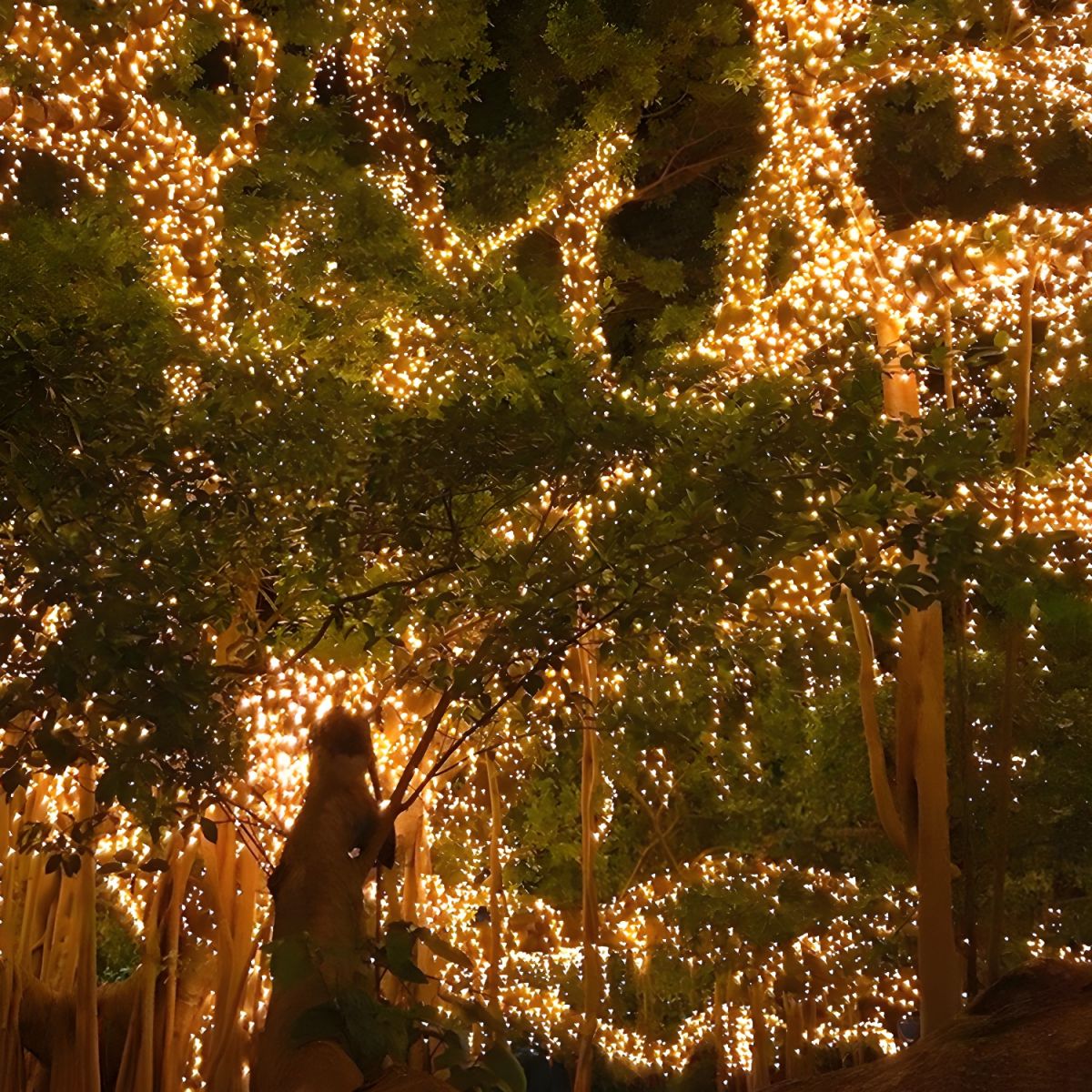 Solar LED Beaded Outdoor String Light Modern | Olnico